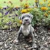 Purple Ribbon Pitbull Puppies