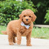 Mini Goldendoodle Available