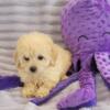 Apricot mini toy female poodle pup