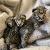 F1 exotic Savannah kittens