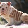 English Bulldog Puppies