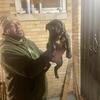 Cane Corso pups 