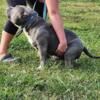 American bully abkc male