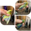 Parrotlets 3 Males Available