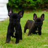 Frenchie pups
