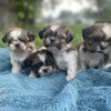 AKC Baby shih-tzu puppies