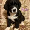 Aussie Mountain doodle puppies for sale