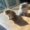 CFA Persian Kittens available now