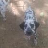 Dalmatian Puppies Cute&Cuddly!