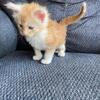 Maine Coon Kitten for sale