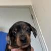 Short hair male dapple miniature dachshund