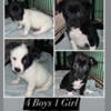 Puppies for sale