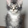 Maine coon kittens ready now 