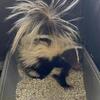 Pet shunk male black white 