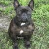 SOLD! FRENCH BULLDOG AKC FEMALE FOR SALE