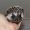 Hedgehogs wholesale