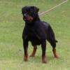 Rottweiler male and 2 females pup for sale .