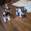 shih tzu puppies for sale