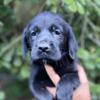 Lab puppies for sale