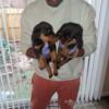 Rottweiler puppies read all about it