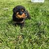 AKC Rottweiler Puppies