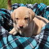 English Labrador Retrievers