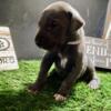 AKC Great Dane Blue female puppy aka Butterscotch