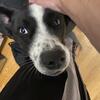 Scout Australian Cattle Dog