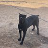 Black Female cane corso ready to breed