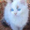 Female Calico point Siamese Ragdoll mix Kitten 