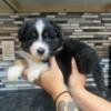 Australian shepherd Puppies