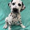 Dalmatian puppies for rehoming