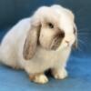 Holland lop rabbit/bunny