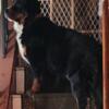 Akc Bernese Mountain Dog Stud