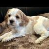 CKC Cocker Spaniel 