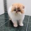 Red/white Persian male kitten for sale