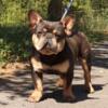 9 month old blue with tan male French bulldog