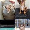 ISO LONGHAIR FEMALE APPLE OR DEERHEAD CHIHUAHUA BROWN MERLE COLOR