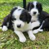 Aussiedoodles Puppies