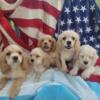 american cocker spaniel pups