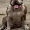ABKC pups available