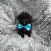 Toy poodle males