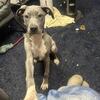 Pitbull puppy
