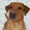 Registered AKC Red English Labrador Retriever Stud