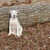 Boar Beisser/American Pitbull Terrier Mix Puppies -- Free to good home.