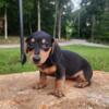 Miniature Dachshund puppies