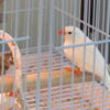 two white zebra finches