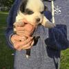 Alaskan klee Kai puppies