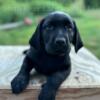 AKC English Labrador Retriever Puppies