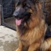 LONG COAT GERMAN SHEPHERDS Males and Females